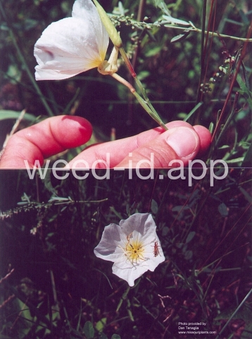 eveningprimrose, showy